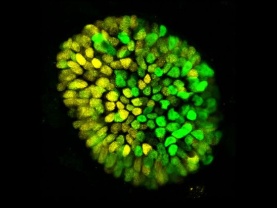 Ученые вырастили из стволовых клеток 3D-модель эмбриона